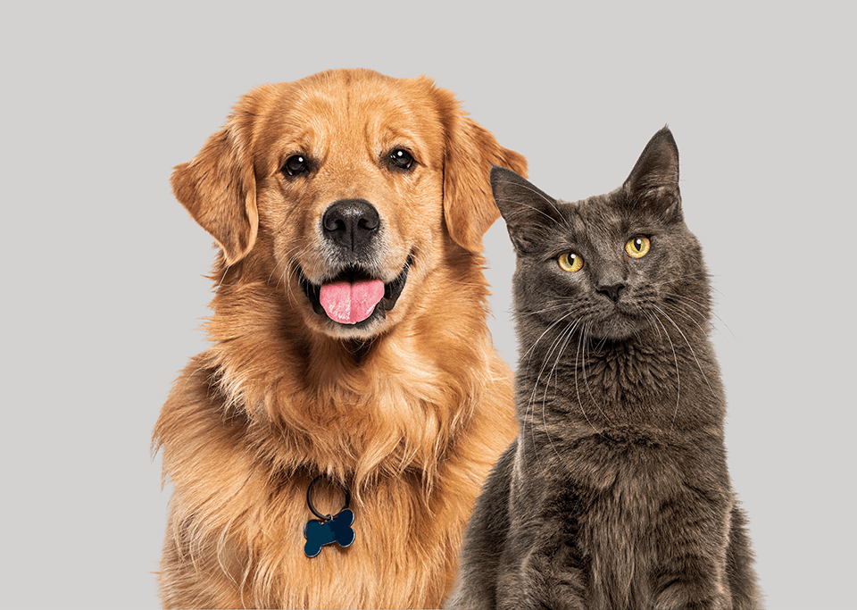 Pet Insurance